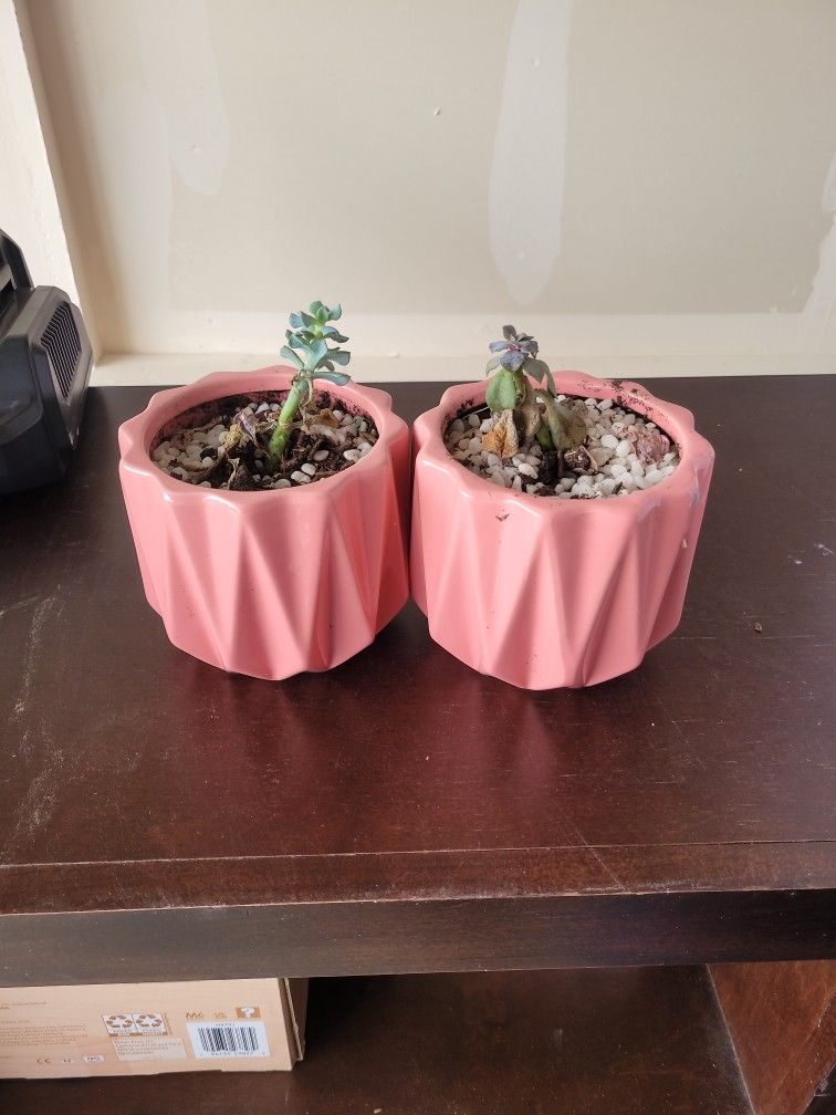 Two Succulents