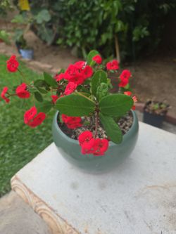 Flowering Corona de Cristo