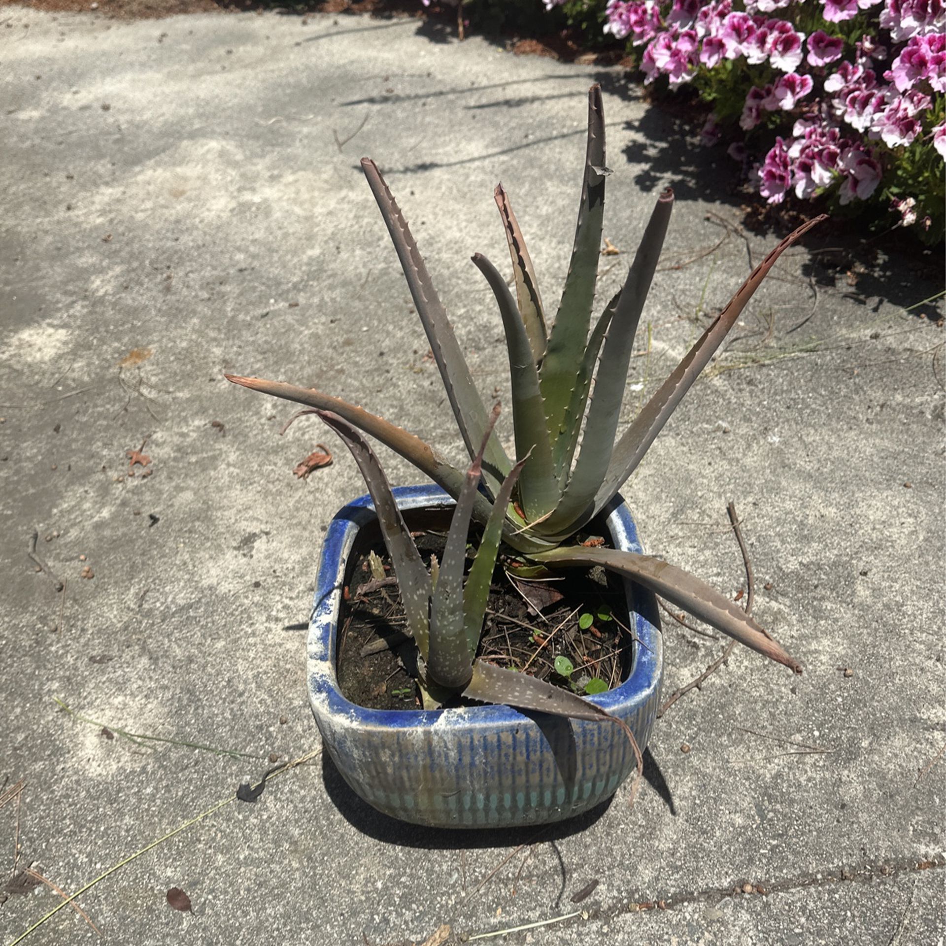 Aloe Vera Plant, Ceramic Pot