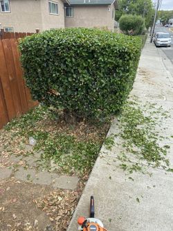 Gardening , Clean Ups , Maintenance , Landscaping , Weed Whacking