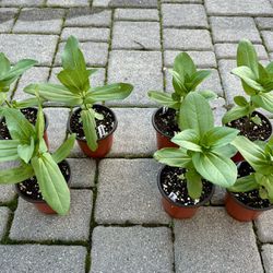 Zinnia Starter Plants in 4" Pots - 2 Varieties