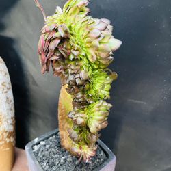 Aeonium Medusa Crest + Free Pot
