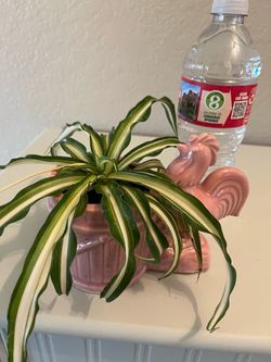 Vintage Pink Rooster pottery planter with spider plant