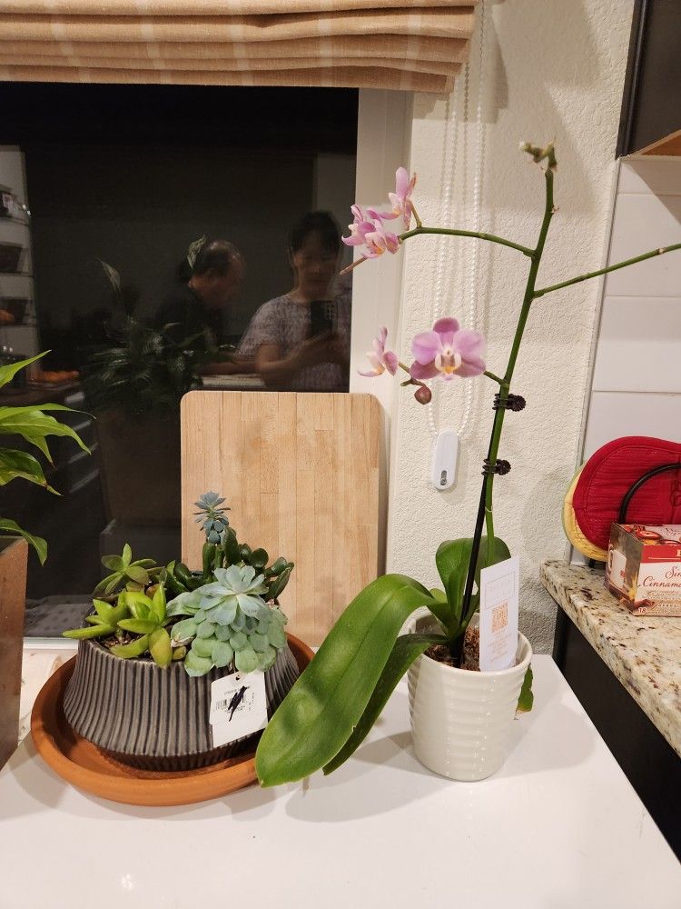 2 Plants for sale - Succulent, Orchid all for $5