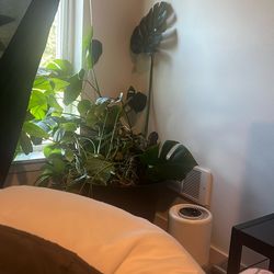 Monstera Delicioso Plant In Large Pot