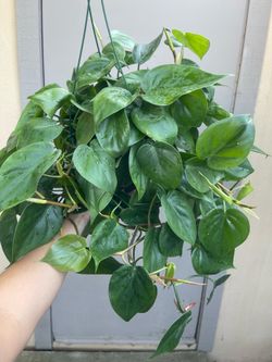 Heart Leaf Philodendron Cordatum House Plant 6” Hanging Pot