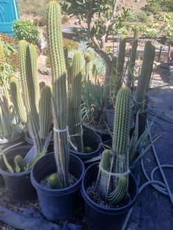 Mini Saguro Cactus In 15 Gall.