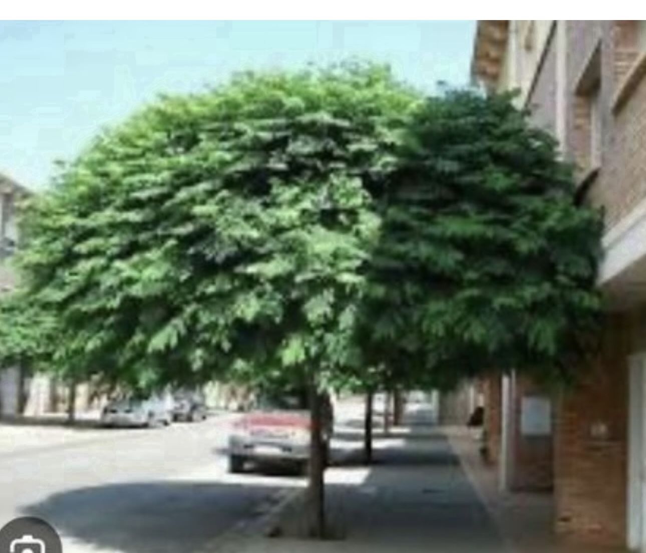 Paradise Or Piochas Trees For Shade 5F $45 Each Price Firm