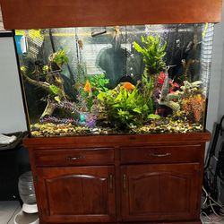 Fresh Water 110 Gallons Tank With Fish And Plants