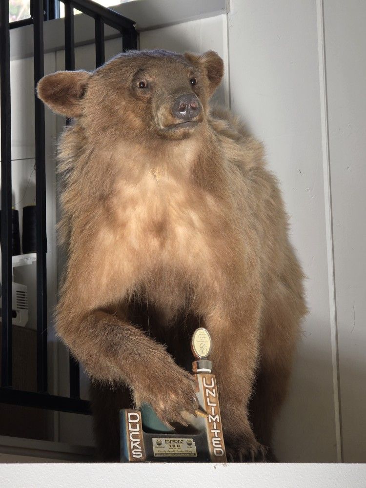 Bear Taxidermy