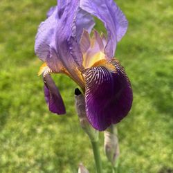 Iris Plant - Purple