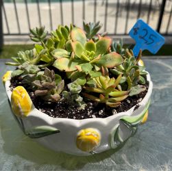 Mother’s Day succulent