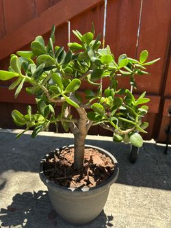 Potted Jade Plant