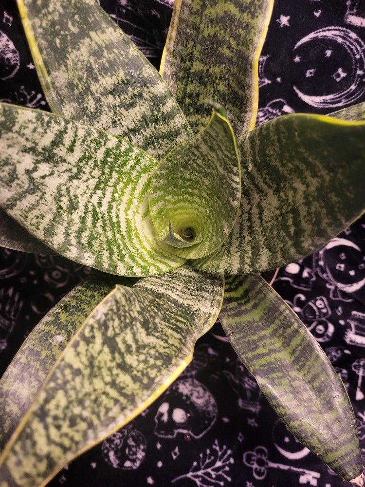 Snake Plant aka Mother in Law's Tongue