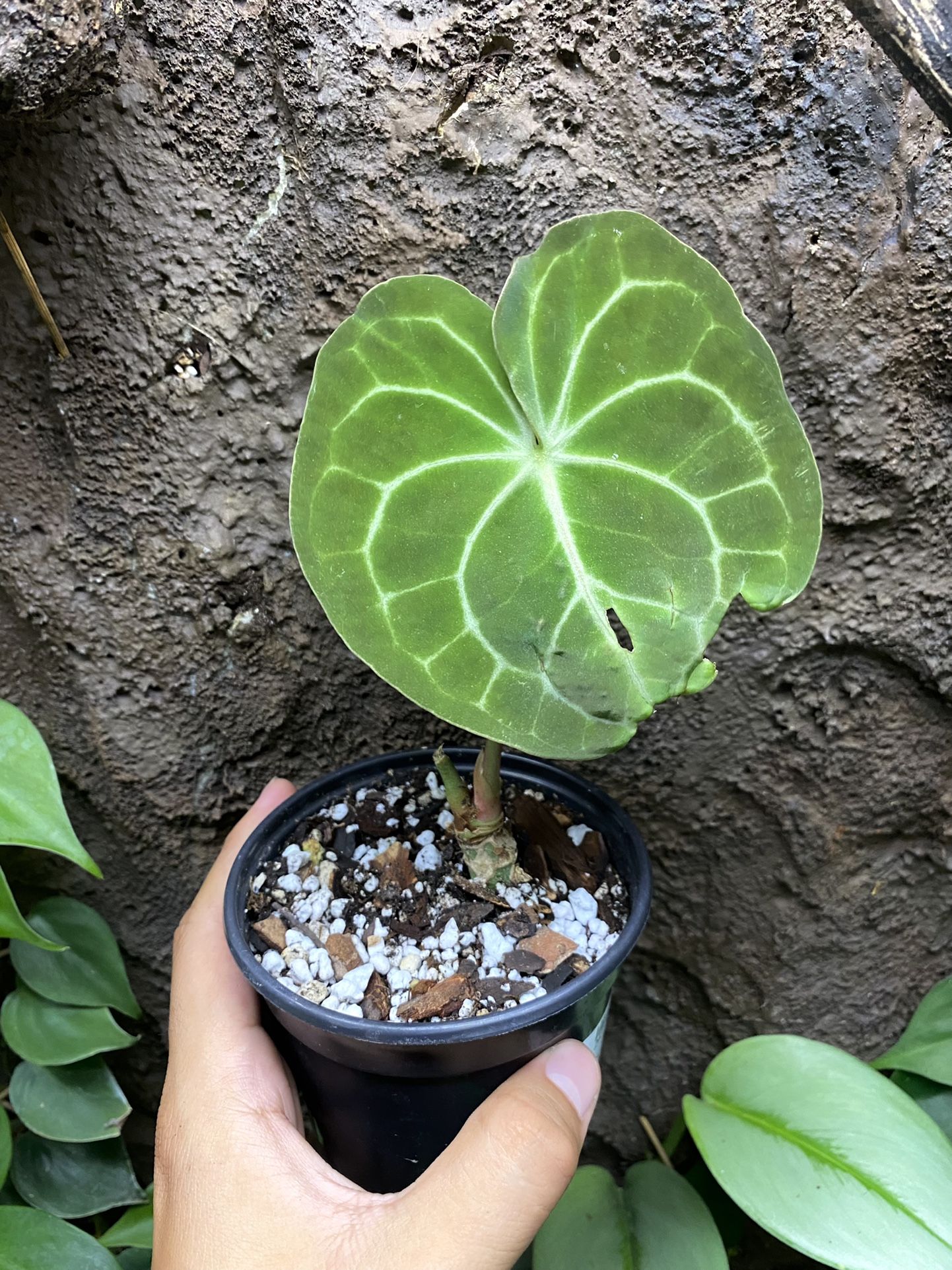 Plant Anthurium