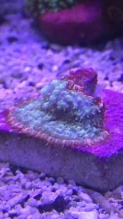 Frankinstine bounce mushroom