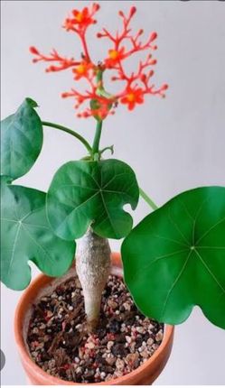 Budda Belly Plant