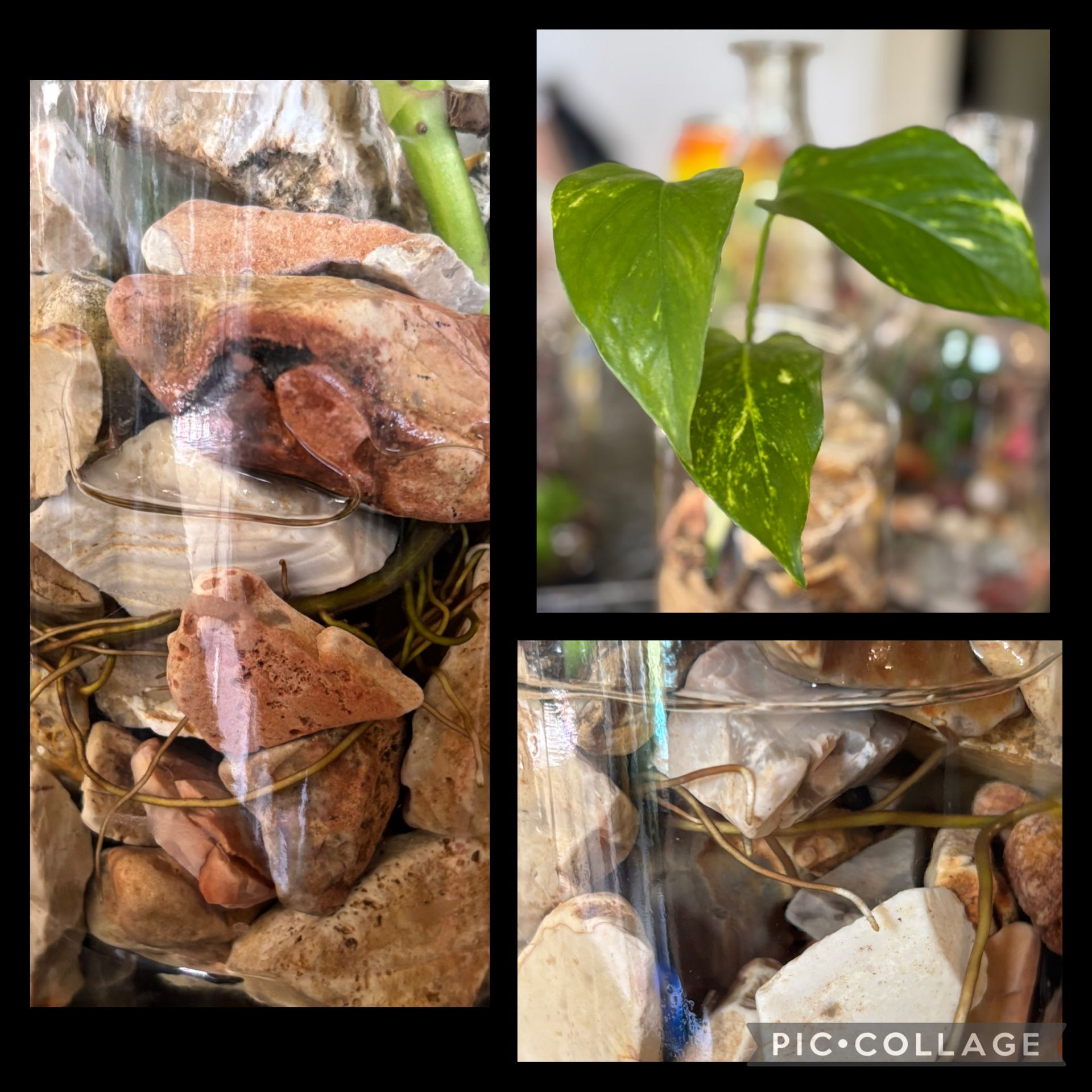 Golden Pothos