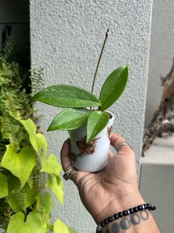 Hoya pubicalyx