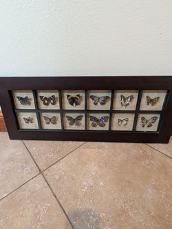 Framed Real Butterfly Specimen Collection