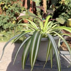 Spider Plant 