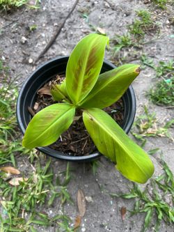 Banana Plant
