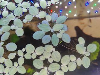 Water lettuce (floating plant)