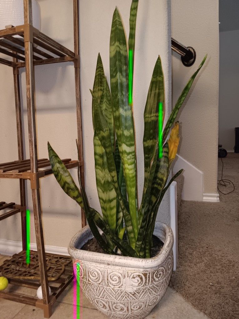 Natural Plant And Clay Pot