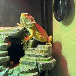 Bearded Dragon