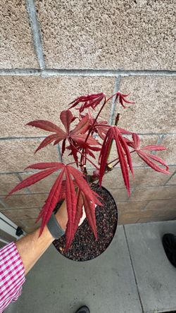 japanese fireglow maple tree in a 1.5gal pot