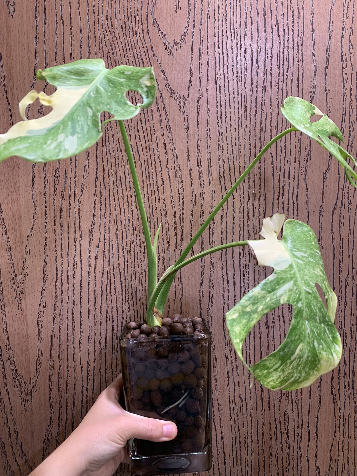Monstera Platinum( Top Cut) - www.benaras.co