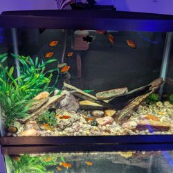 Fish Tank 