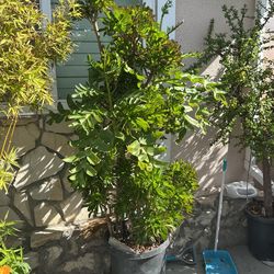 Succulent Tree 6 Ft Tall 