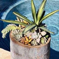 Beautiful succulents in unique wood pot
