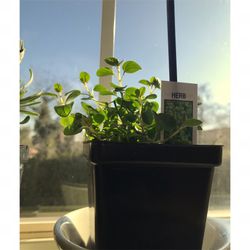 Oregano Plant