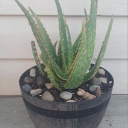 Aloe RED Neon Succulent Plant (B) 
