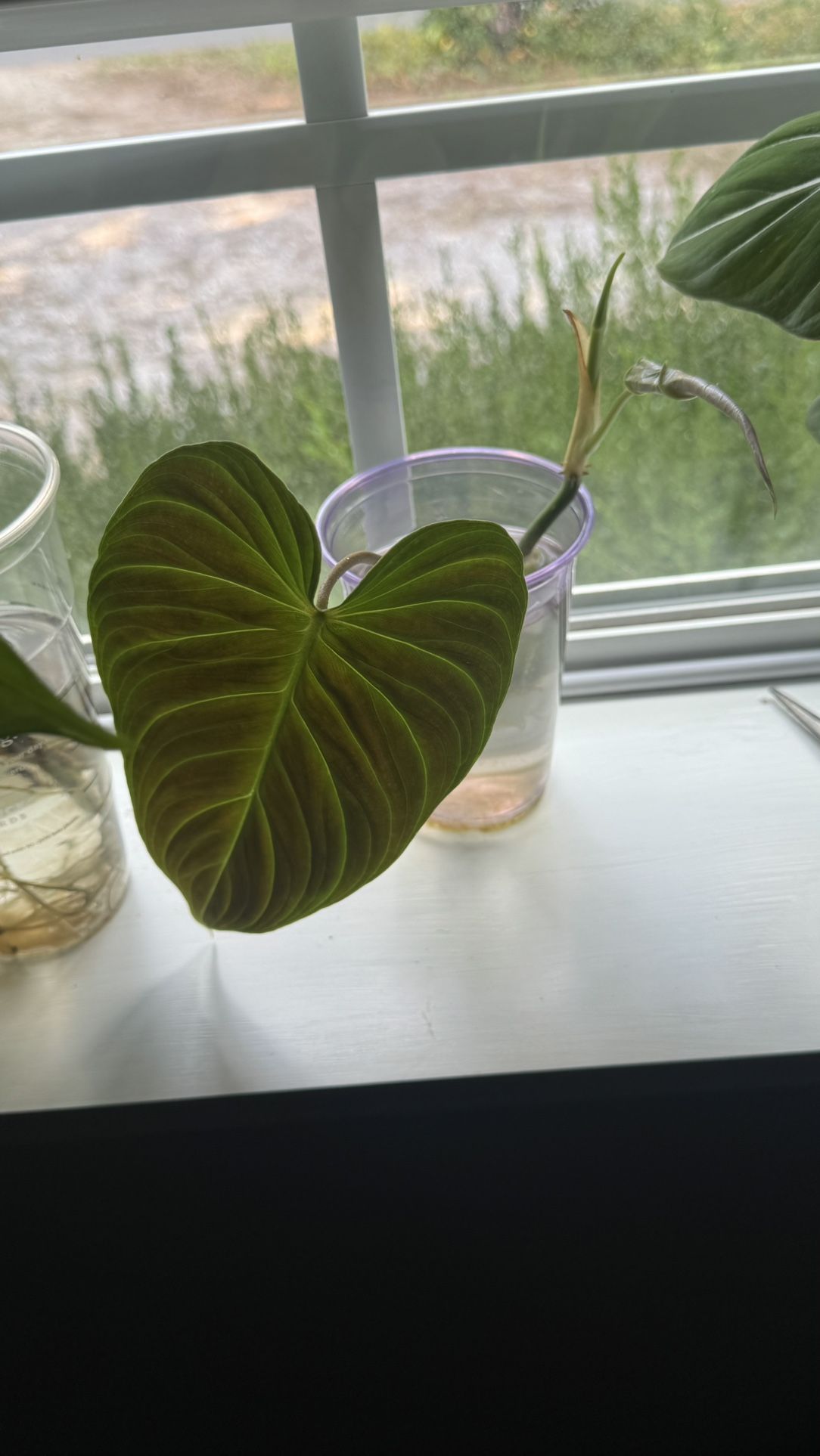 Philodendron Splendid