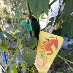 Plants trees pots name ur price