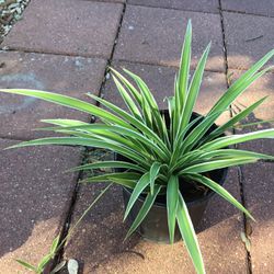Spider Plant 