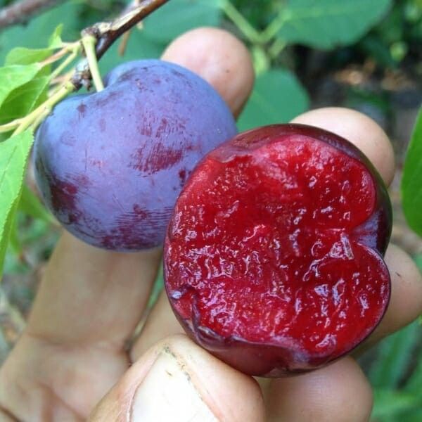 Grafted Dwarf Santa Rosa Plum Trees,All Products : American Fashion Style Bags On Sale