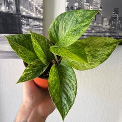 Marble Queen Pothos