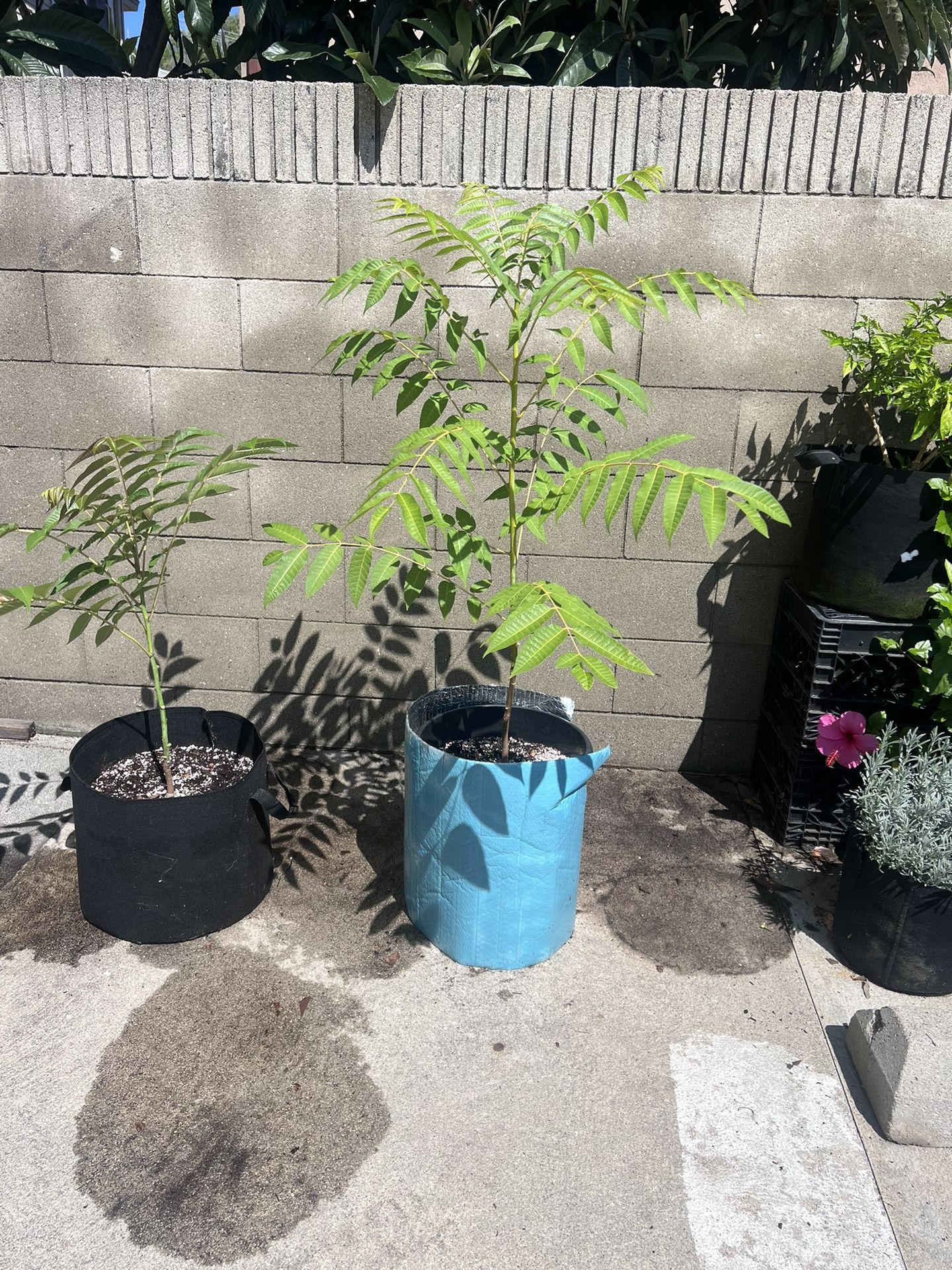 Chinese Toon, Toona sinensis, Chinese mahogany, Chinese cedar, Chinese toon, beef and onion plant, or red toon - tree