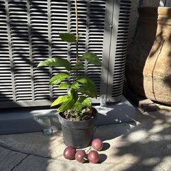 Passion Fruit vine