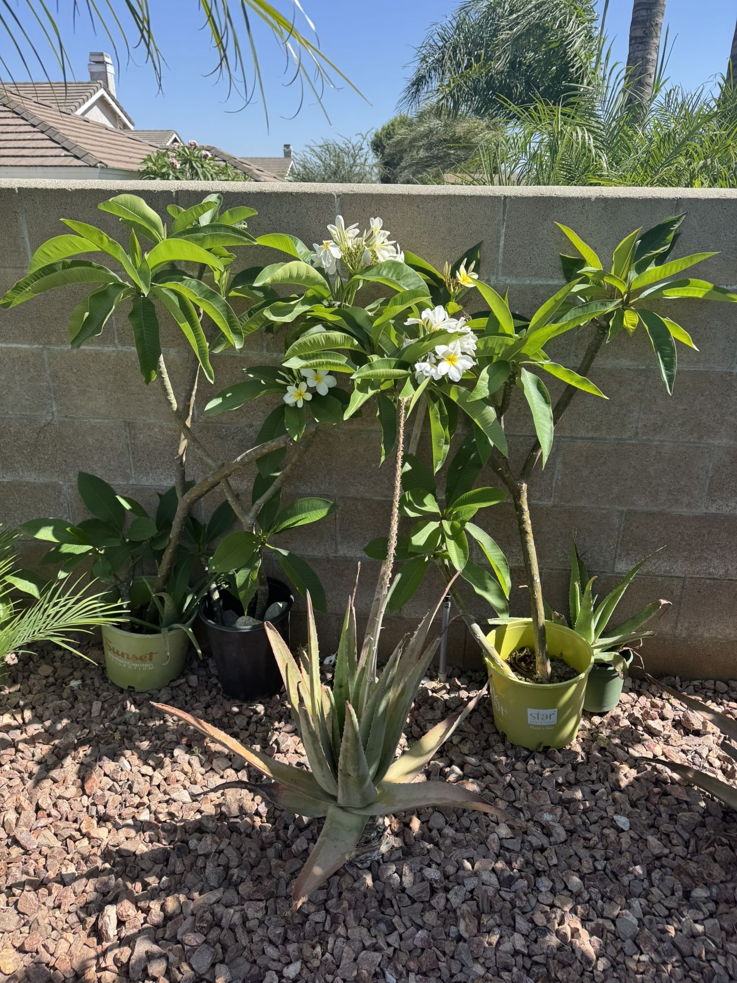 Vendo Plantas Plumeria