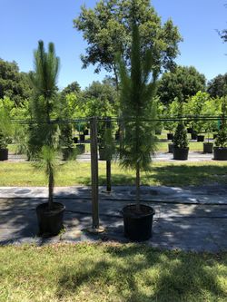 Pine Trees 6-7Ft Beautiful
