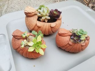 Succulents in armadillo planter