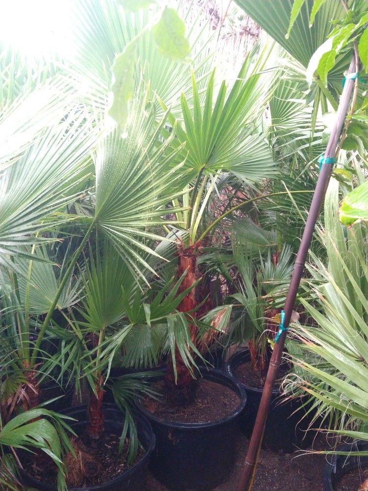 Palm Trees Various Types
