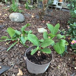Meyer Lemon 🍋 Tree