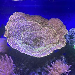Need To Trim Down Hard Coral 50$ For Good Size Frag
