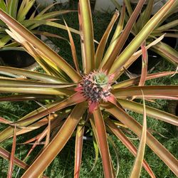 Pineapple Plant  #5